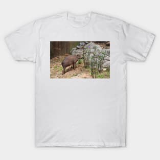 Babirusa T-Shirt